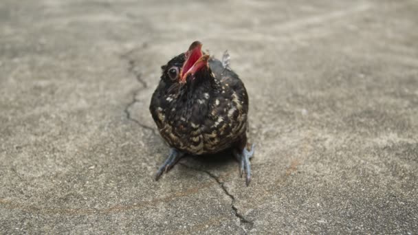 Petit Oiseau Avait Pas Encore Volé Est Tombé Sol — Video