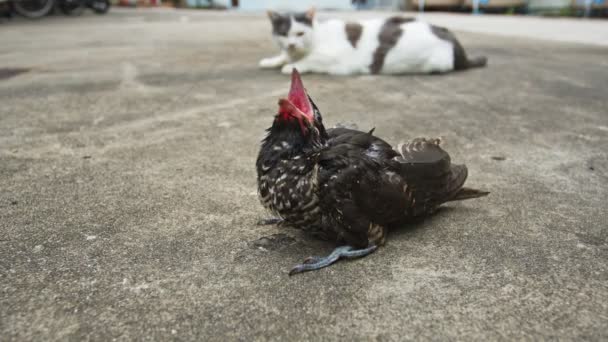 Cat Look Baby Bird Fell Ground — Stock Video