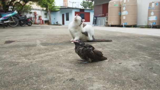 Kot Patrzy Małego Ptaszka Który Upadł Ziemię — Wideo stockowe