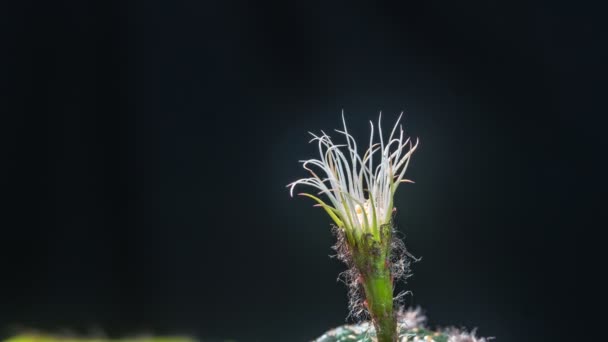 一只蜘蛛在仙人掌花上画了一张网 美丽的粉色仙人掌花在黑色的背景上开放 花瓣绽放的粉色仙人掌开放 Uhd视频时间差 — 图库视频影像