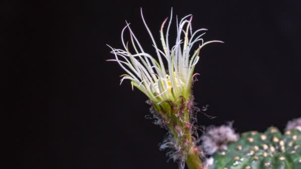 Time Lapse Een Spin Tekent Een Web Een Cactus Bloem — Stockvideo