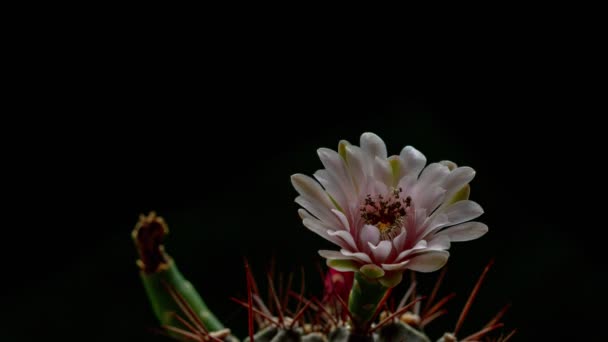 Timelapse Witte Cactus Bloem Bloeien Zoete Roze Gymnocalycium Cactus Bloem — Stockvideo