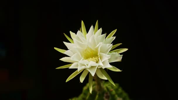 Timelapse Witte Cactus Bloem Bloeien Zoete Roze Gymnocalycium Cactus Bloem — Stockvideo