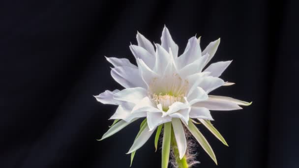 Timelapse Flor Cactus Blanco Están Floreciendo Dulce Rosa Gymnocalycium Cactus — Vídeo de stock