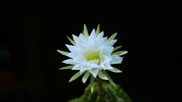 Timelapse Witte Cactus Bloem Bloeien Zoete Roze Gymnocalycium Cactus Bloem — Stockvideo