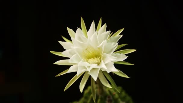 Timelapse Fehér Kaktuszvirág Virágzik Édes Rózsaszín Gymnocalycium Kaktusz Virág Virágzik — Stock videók