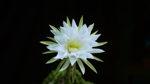 Timelapse Fiore Cactus Bianco Stanno Fiorendo Dolce Rosa Gymnocalycium Fiore — Video Stock