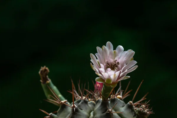 Belle Ouverture Rose Echinopsis Subdenudata Fleur Cactus Sur Fond Noir — Photo