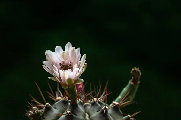 Schöne Öffnung Rosa Echinopsis Subdenudata Kaktusblüte Auf Schwarzem Hintergrund — Stockfoto