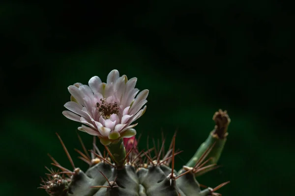 Schöne Öffnung Rosa Echinopsis Subdenudata Kaktusblüte Auf Schwarzem Hintergrund — Stockfoto