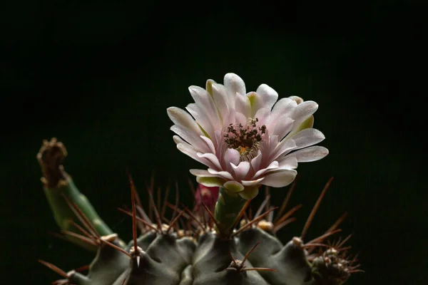 Hermosa Apertura Rosa Echinopsis Subdenudata Flor Cactus Sobre Fondo Negro — Foto de Stock