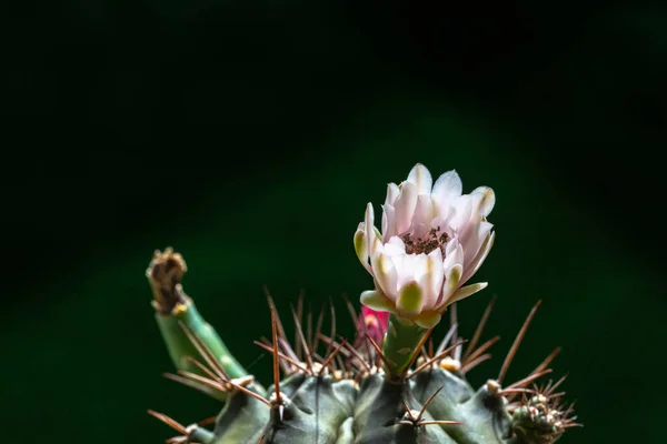 Красивое Открытие Розовый Эхинопсис Subdenudata Кактус Цветок Черном Фоне — стоковое фото