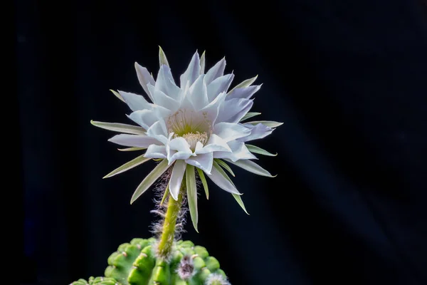 Гейсорн Бурлит Время Цветения Крупного Цветка Кактуса — стоковое фото