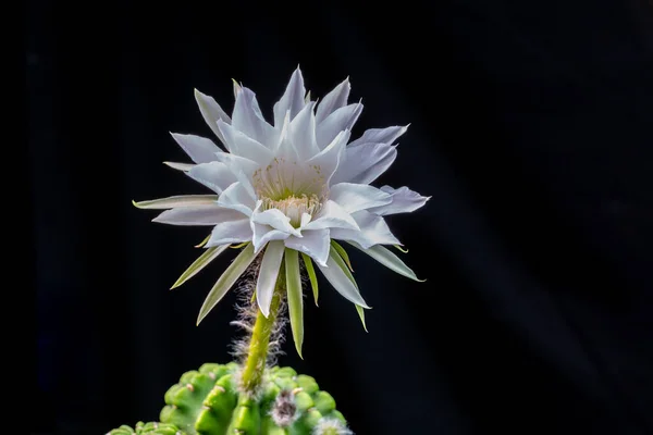 Gaysorn Éclate Dans Floraison Grande Fleur Cactus — Photo