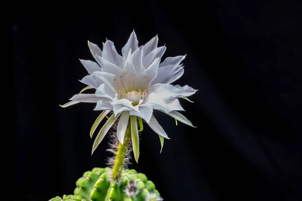 Gaysorn Platzt Der Blüte Der Großen Kakteenblüte — Stockfoto