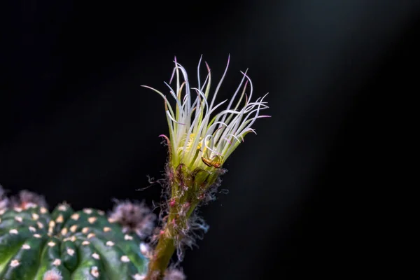 Schöne Öffnung Rosa Kakteenblüte Auf Schwarzem Hintergrund — Stockfoto