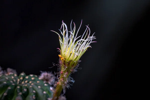 Beautiful Opening Pink Cactus Flower Black Background — Stock Photo, Image