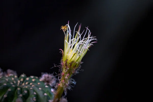 Gyönyörű Nyílás Rózsaszín Kaktusz Virág Fekete Háttér — Stock Fotó