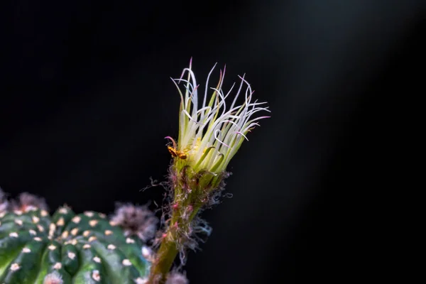 Krásné Otevření Růžové Kaktus Květiny Černém Pozadí — Stock fotografie