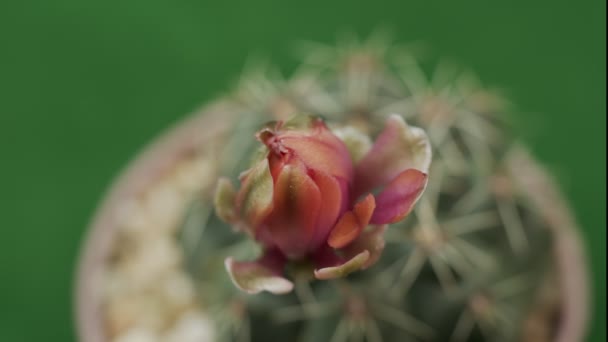 時間経過緑の背景にピンク色のサボテンの花を咲かせます 開花サボテンの花びら クローズアップ 誕生日のデザインの背景 Uhdビデオのタイムラプス — ストック動画
