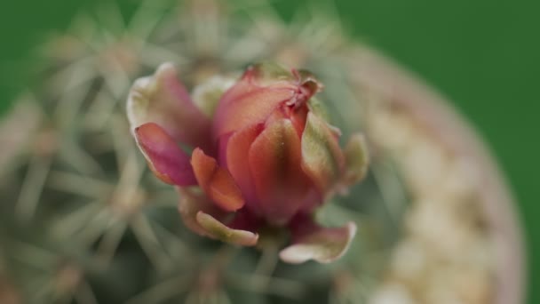Upływ Czasu Piękne Otwarcie Różowe Kwiaty Kaktusa Konkurować Rozkwicie Zielonym — Wideo stockowe