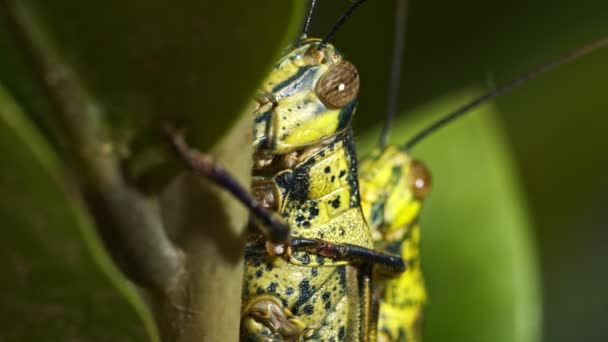 Elvesztése Két Sáska Párosítva Egy Hogy Szín Keveredik Lombozatlocusts Okozott — Stock videók