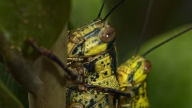 Dallardaki çekirgeler yaprakların rengiyle uyumlu görünüyor. Çekirgeler tarımsal tehdit haşereleri ve doğa için 4K klipsinin ciddi bir yıkımına neden oldu.