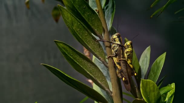 Ακρίδα Στα Κλαδιά Φαίνεται Αρμονία Χρώμα Των Φύλλων Ακρίδες Έχουν — Αρχείο Βίντεο