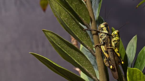 Sauterelle Sur Les Branches Semble Harmonie Avec Couleur Des Feuilles — Video