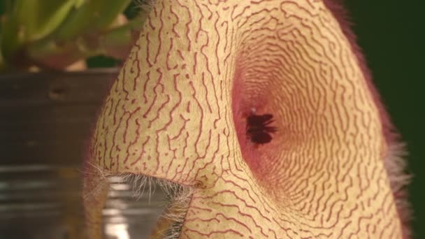 Starfish Kaktus Blomma Närbild — Stockvideo