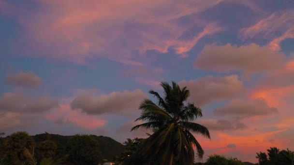 Потрясающий Закат Над Кокосовым Деревом — стоковое видео