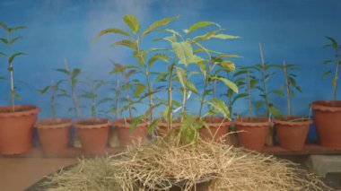 Kratom fideleri. İnsanlar ağrı kesici olarak kratom kullanır.