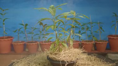 Kratom fideleri. İnsanlar ağrı kesici olarak kratom kullanır.