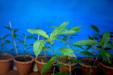 bright green Kratom leaf in blue scene.Laborers prefer to have strength Work and can withstand the sun for a long time outdoors without feeling tired.including recreational use.generate energy