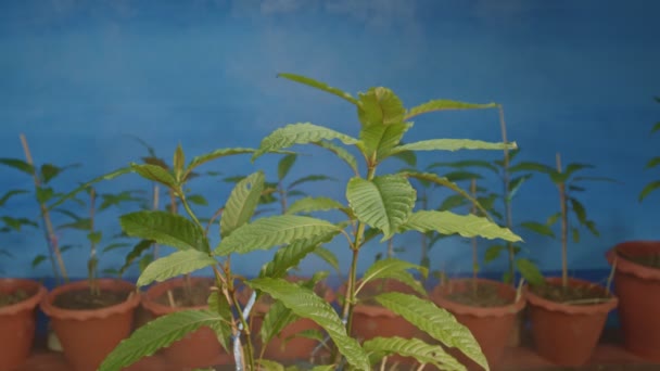 Kratom Seedlings People Use Kratom Pain Relief — Stock Video