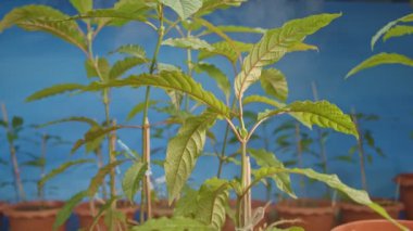 Kratom fideleri. İnsanlar ağrı kesici olarak kratom kullanır.