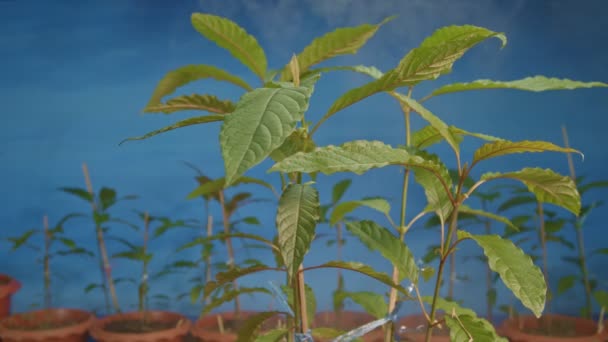 Sadzonki Kratom Ludzie Używają Kratoma Jako Środka Przeciwbólowego — Wideo stockowe