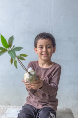 Kratom ağacı fideleri toprağa ekilmeye hazır.