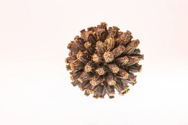 Kurutulmuş Kratom tohumları koyu kahverengi ve siyahtır. Tohumları seçmek tohumların koyu kahverengi ve siyah renkte olmasını sağlamalıdır. İyi misin?