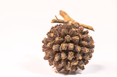 Kurutulmuş Kratom tohumları koyu kahverengi ve siyahtır. Tohumları seçmek tohumların koyu kahverengi ve siyah renkte olmasını sağlamalıdır. İyi misin?