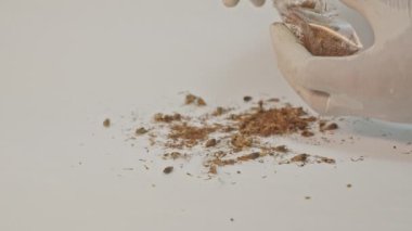 Geysorn tohumun içinde üremek için