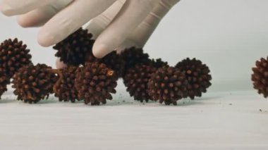 Kratom tohumları tamamen beyaz arkaplanda kurudu