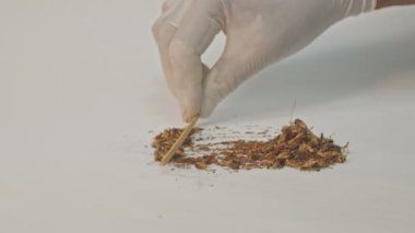Tohumların içindeki gaysorn tohumları kırmak için ezilmeli.