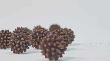 Beyaz arkaplanda yavaş çekim Kratom tohumları. Kratom tohumları bitkinin üzerinde olgunlaşan ve tamamen kuru olan tohumlardan seçilmelidir. Koyu kahverengiden siyah Kratom tohumlarına. yeni ekonomik ekinler