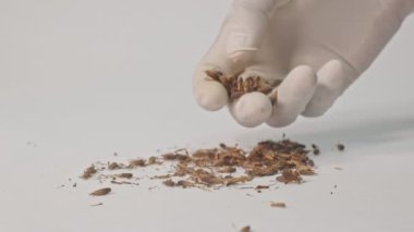 Tamamen kurumuş tohumlar parçalanmak için ezilmeli..