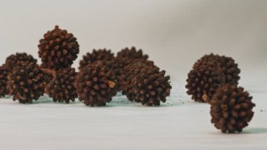 Beyaz arkaplanda yavaş çekim Kratom tohumları. Kratom tohumları bitkinin üzerinde olgunlaşan ve tamamen kuru olan tohumlardan seçilmelidir. Koyu kahverengiden siyah Kratom tohumlarına. yeni ekonomik ekinler