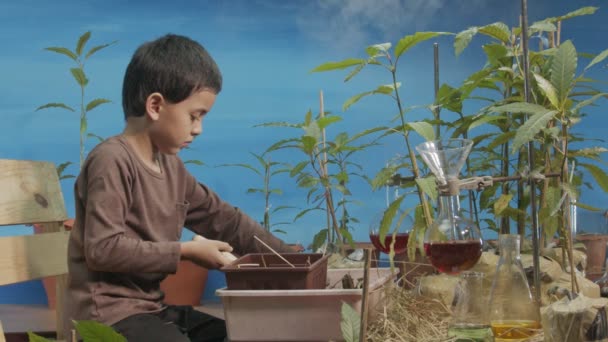 Niño Lindo Felizmente Sacando Tierra Macetas Del Árbol Kratom Escena — Vídeos de Stock