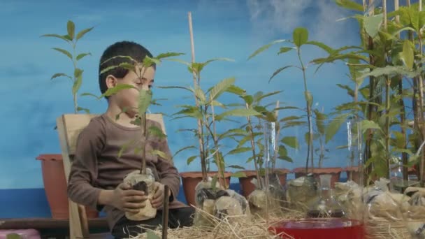 Roztomilý Chlapec Šťastně Nabírá Půdu Kratom Strom Hrnce Modré Scéně — Stock video