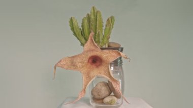 Deniz yıldızı kaktüsü çiçeği, yakından bak.