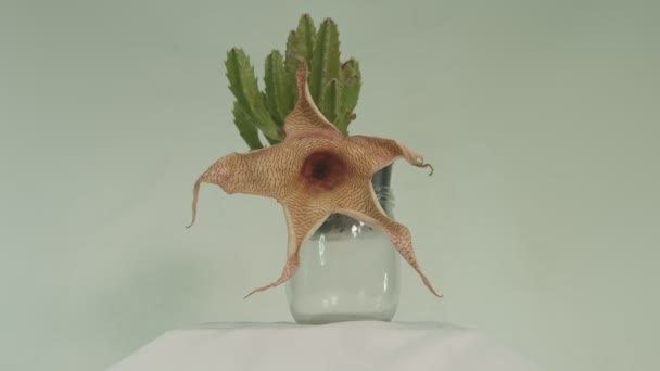 Starfish Cactus Flower Close View — Stock Video